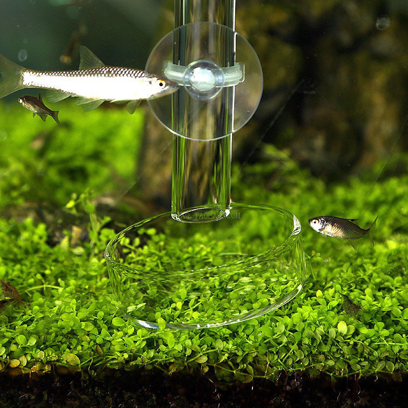 Enhance Your Aquarium Experience with the Crystal Shrimp Feeder