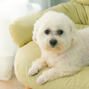 Experience Comfort and Style with the Four Seasons Universal Bed for Cats