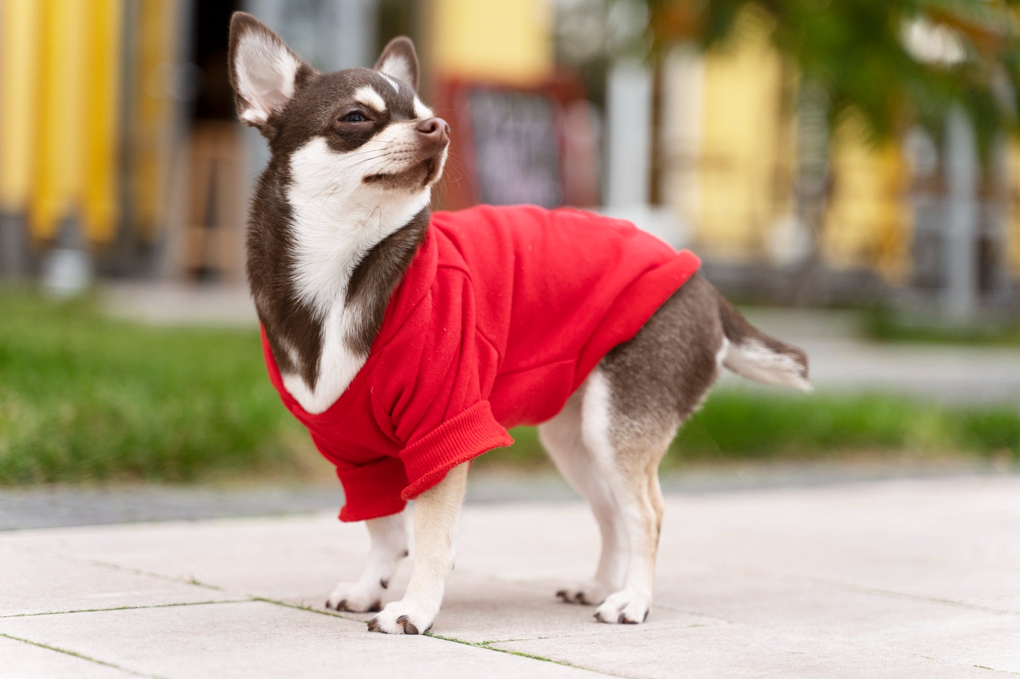 Not Just Cute: The Real Benefits of Pet Apparel