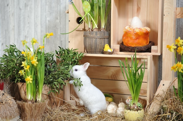 Creating an Enriched Environment for Your Small Pet