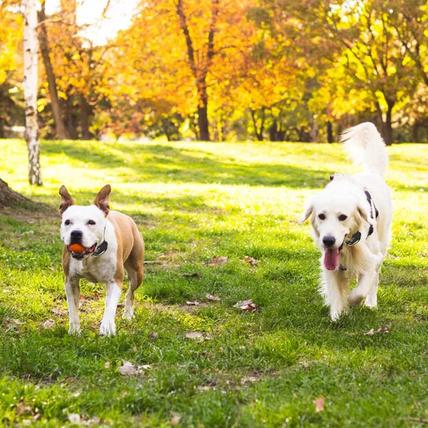 Wireless Electric Dog Fence Shock Collar Boundary System for All Dogs