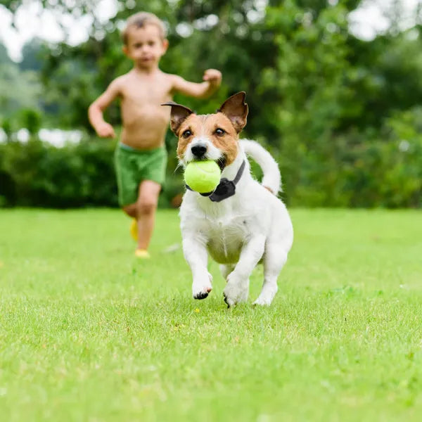 Wireless Electric Dog Fence Shock Collar Boundary System for All Dogs