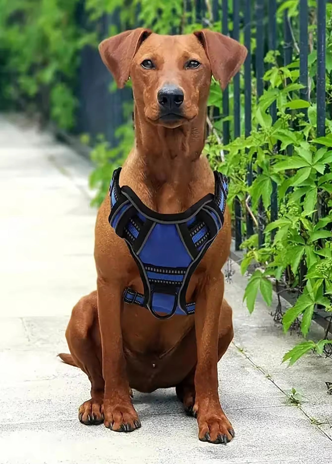 Tactical Service Dog Harness Kit Seat Belt, Collapsible Bowl & Trash Bag