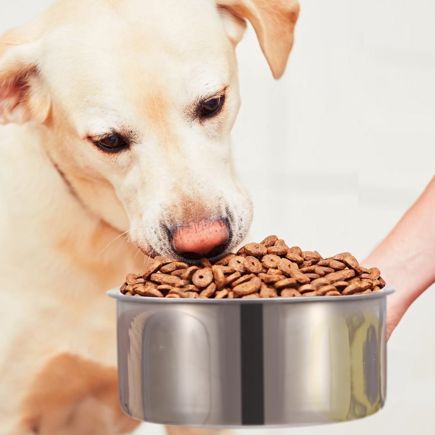 Stainless Steel Hanging Dog Bowl with Clamp Medium Size